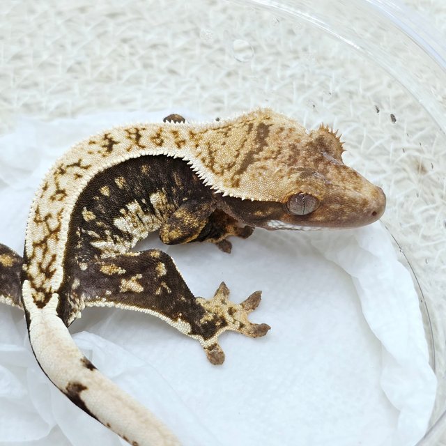 100% Het Axanthic