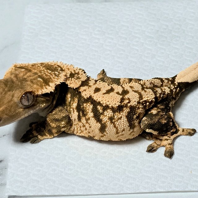 트라이 익스트림할리퀸