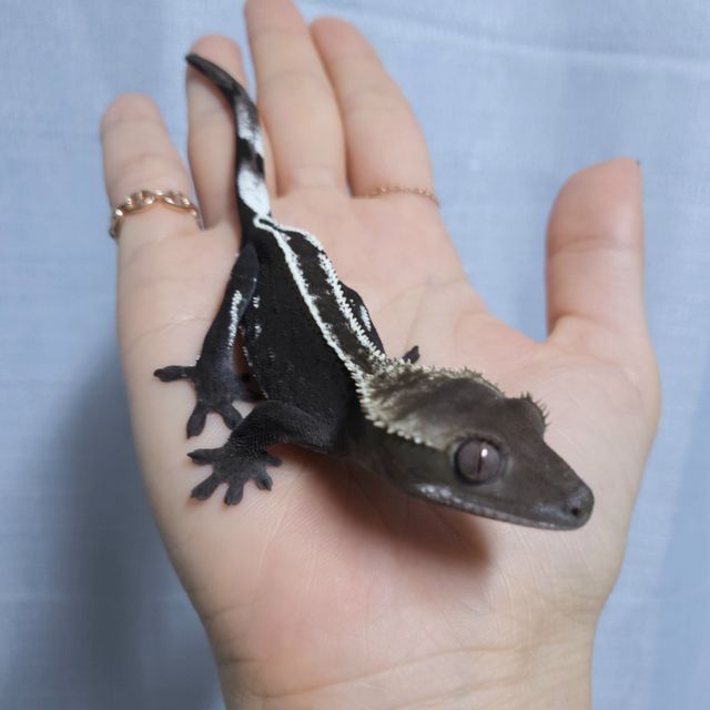 아잔틱