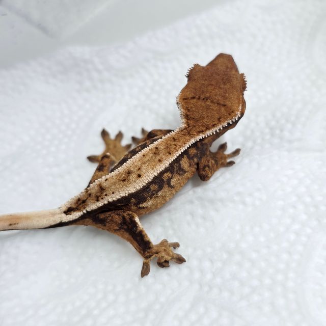 세이블 100%헷아잔틱
