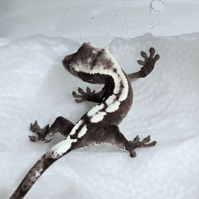 세이블 아잔틱