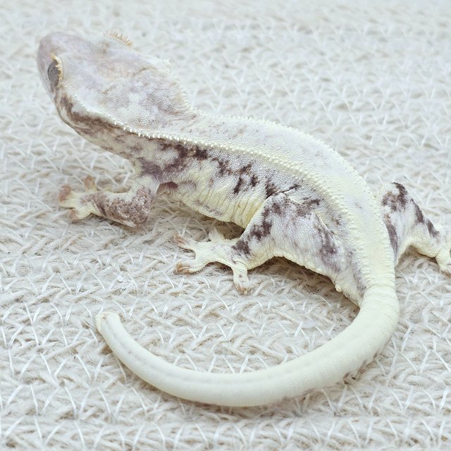 100% Het Axanthic Frappuccino