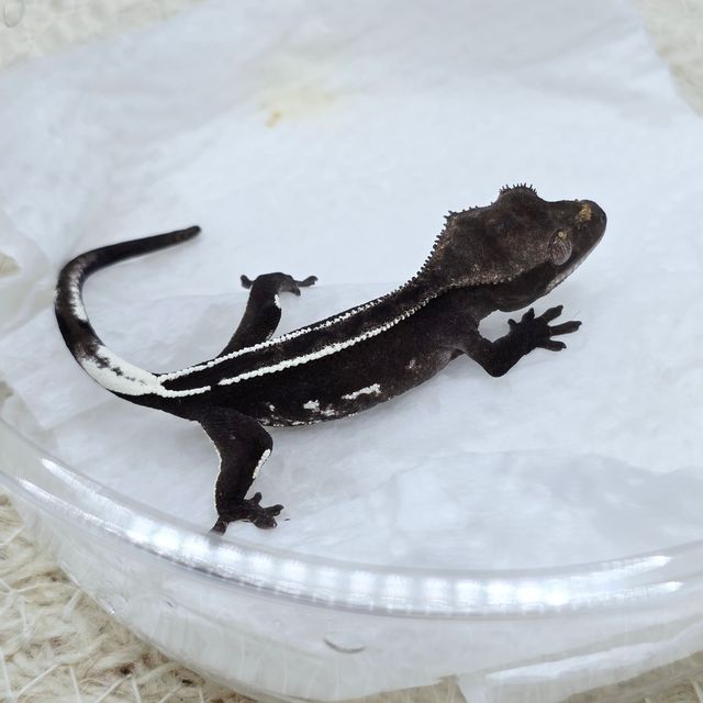 White Pin Axanthic