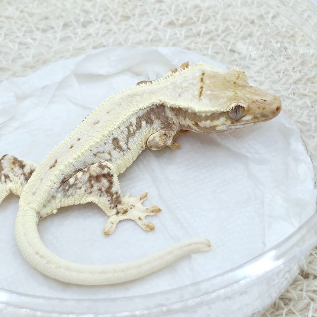 Lilly 100% Het Axanthic