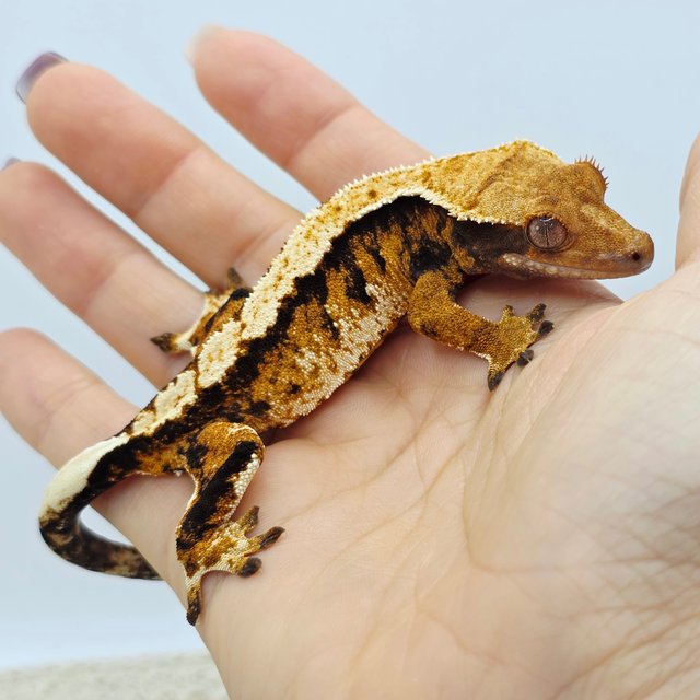 Tangerine Tri Extreme Harlequin