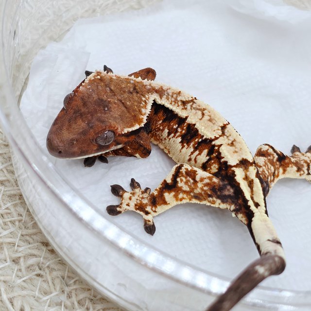 Sable Extreme Harlequin Tri