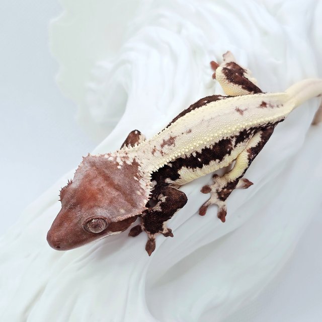 Lilly White Chocho