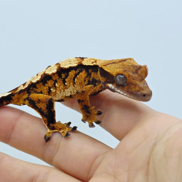 Tri Extreme Harlequin