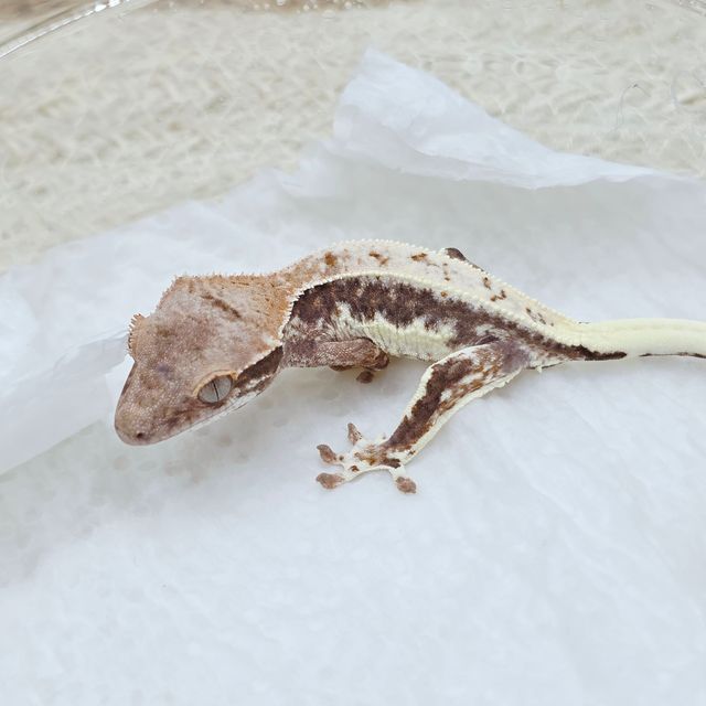 프라푸치노 100%헷아잔틱