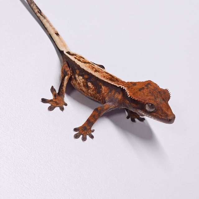 세이블 풀핀