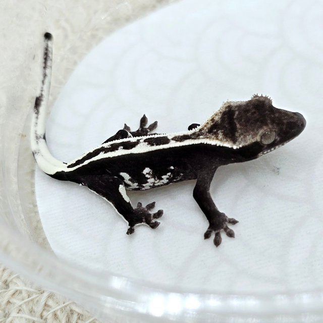 Axanthic