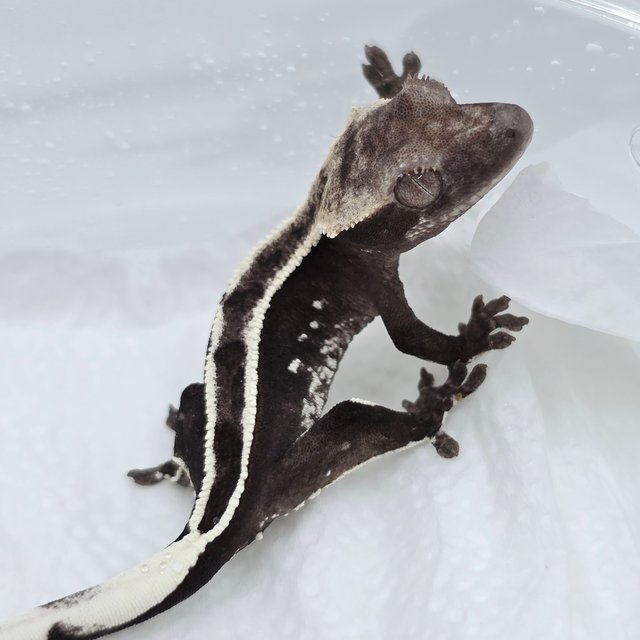아잔틱