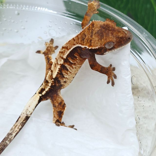 트라이 세이블
