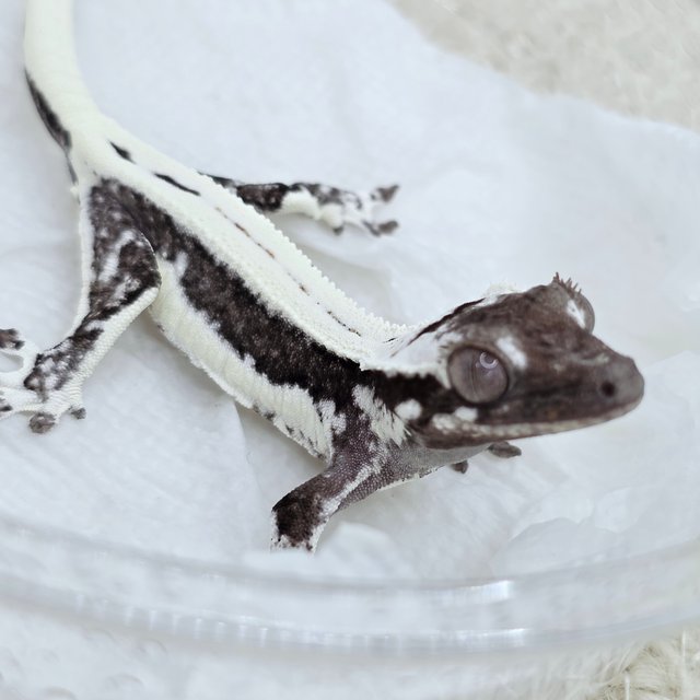 Lilly Axanthic