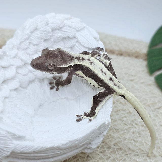 릴잔틱