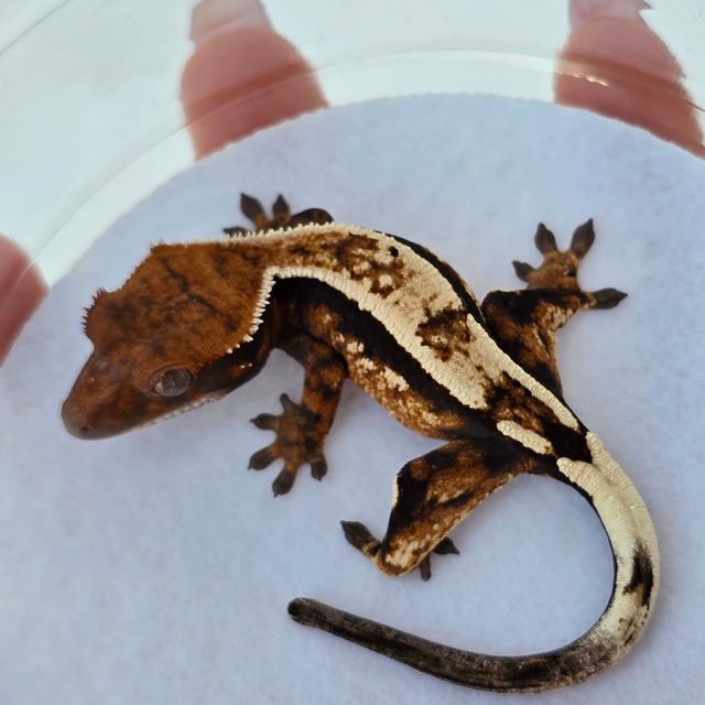 세이블