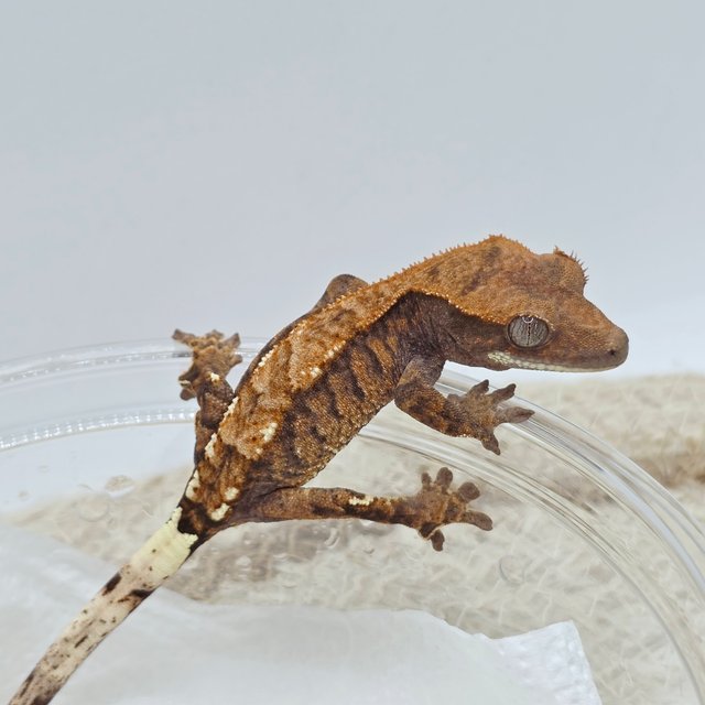 Cappuccino 100% Het Axanthic