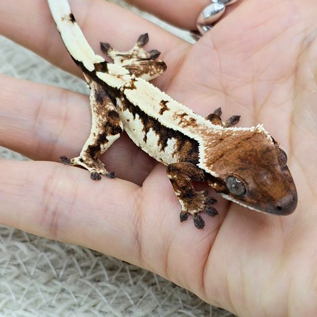 세이블