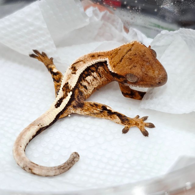 세이블 100%헷아잔틱