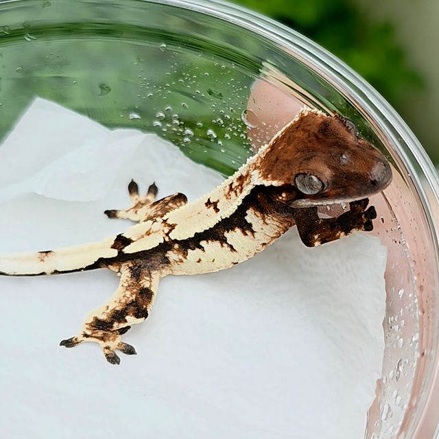 세이블