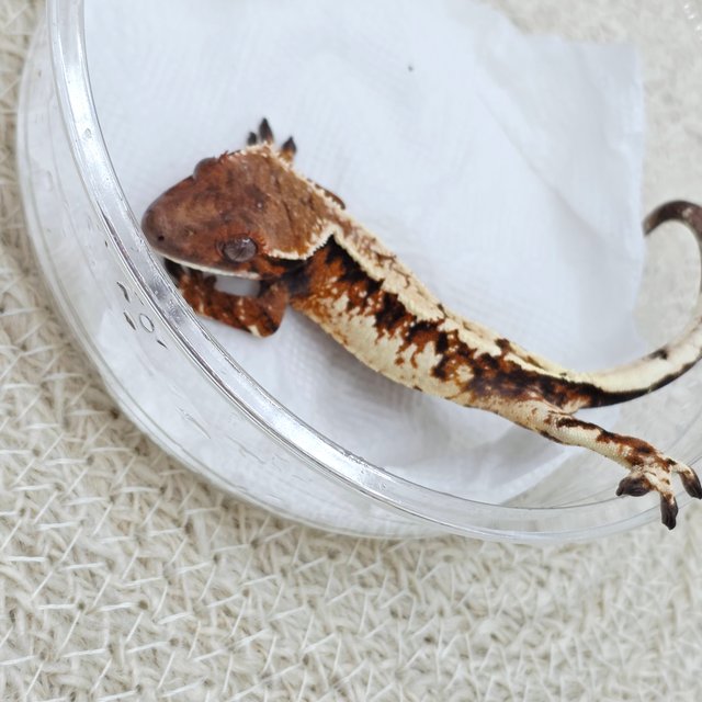 Sable Extreme Harlequin Tri