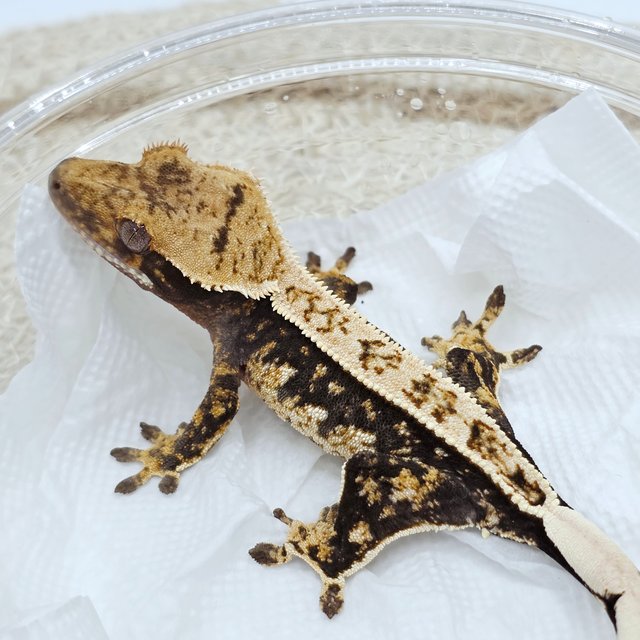 100% Het Axanthic