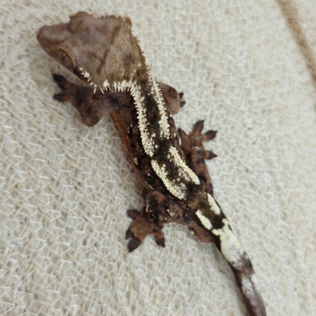 세이블 100%헷아잔틱