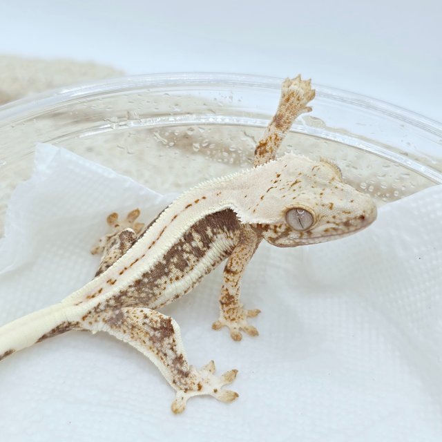 Lilly 100% Het Axanthic