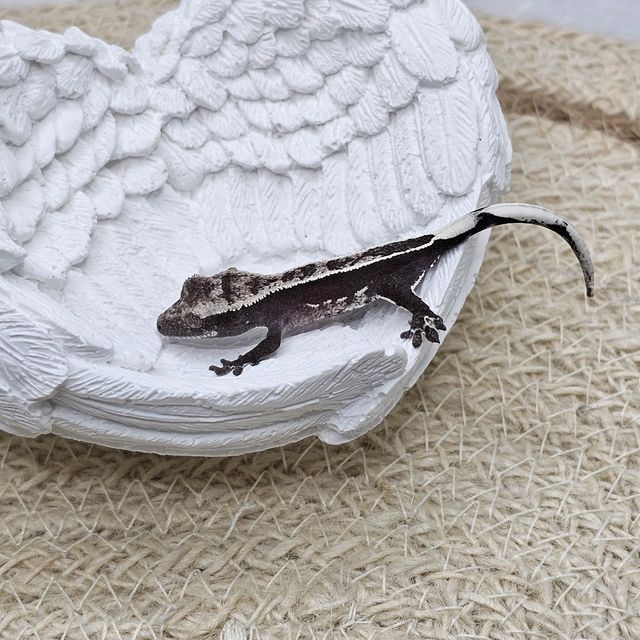 풀핀 아잔틱