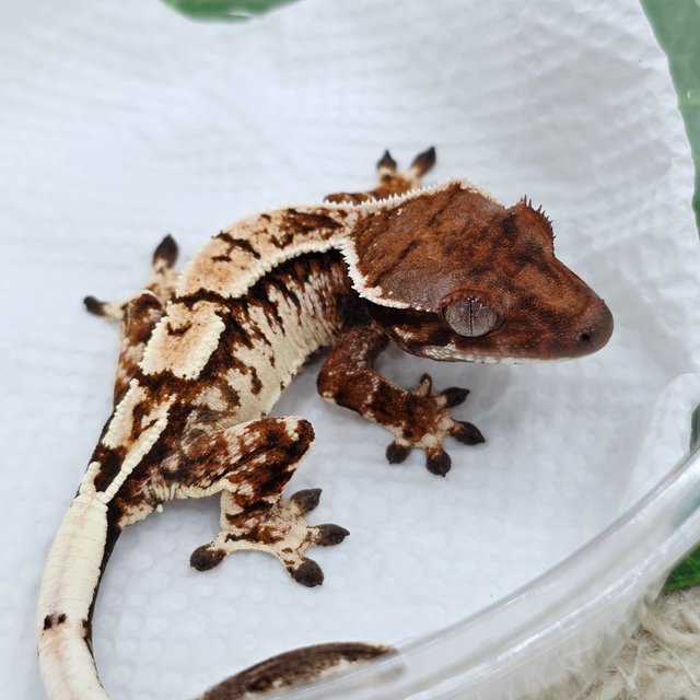 세이블 트라이 익스트림할리퀸