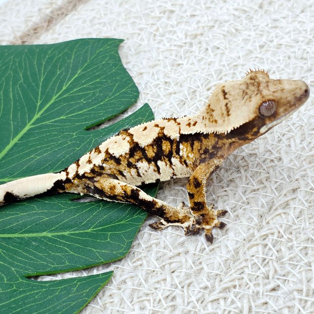 트라이 익스트림할리퀸