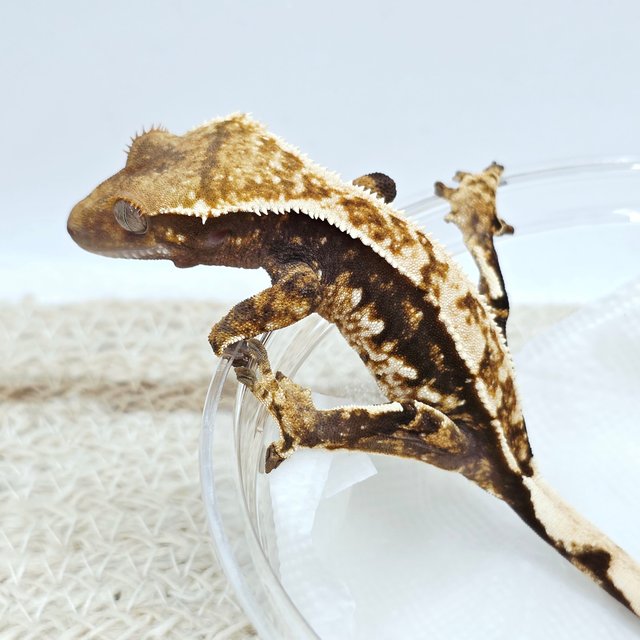 100% Het Axanthic