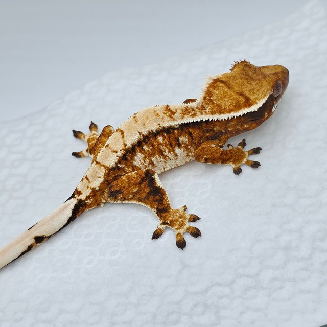 Extreme Harlequin Harlequin Tangerine