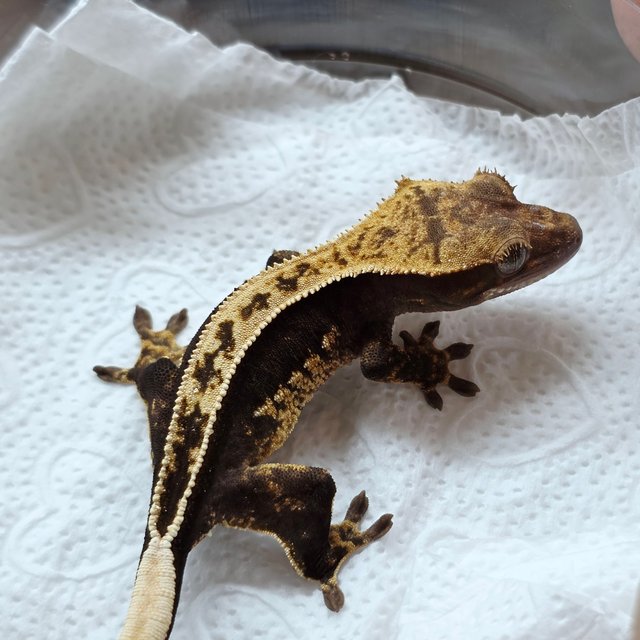 100%헷아잔틱 풀핀