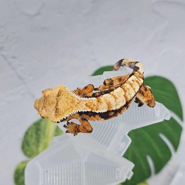 바브 트라이 익스트림할리퀸