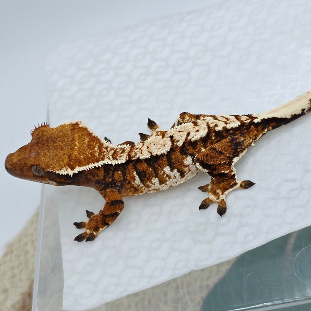 Barb Tangerine Tri Extreme Harlequin