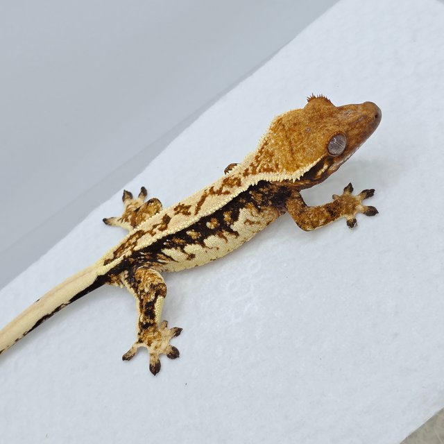 Extreme Harlequin Pinstripe Tri