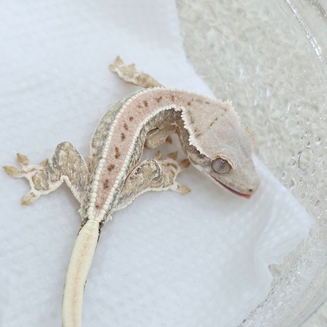 릴리화이트 100%헷초초