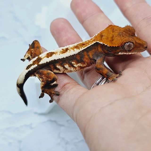 트라이 세이블
