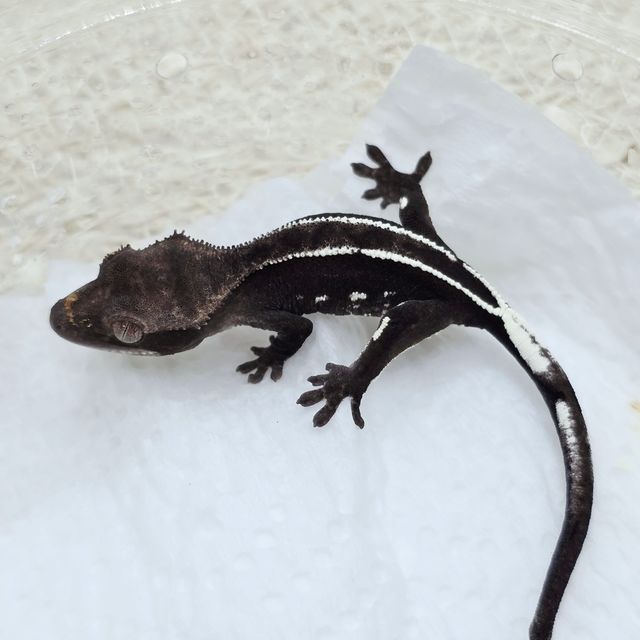 White Pin Axanthic
