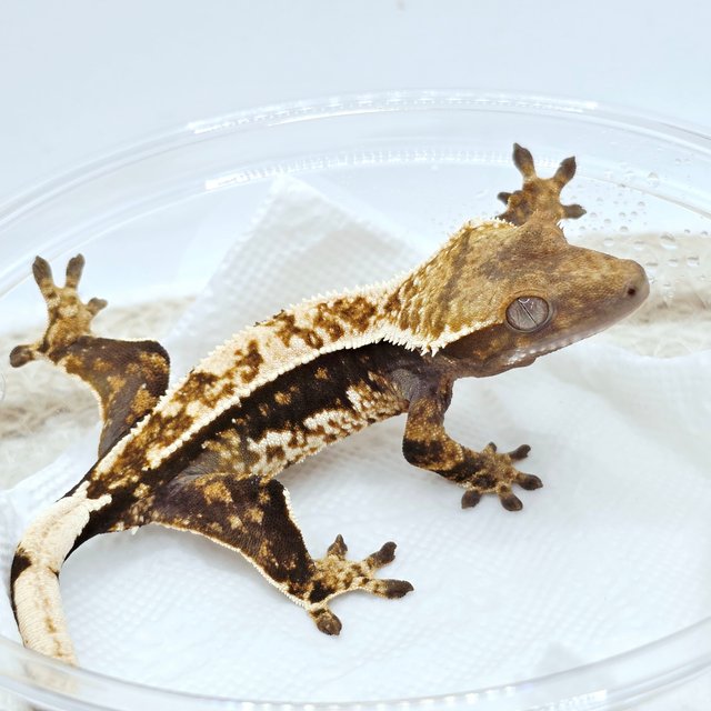 100% Het Axanthic
