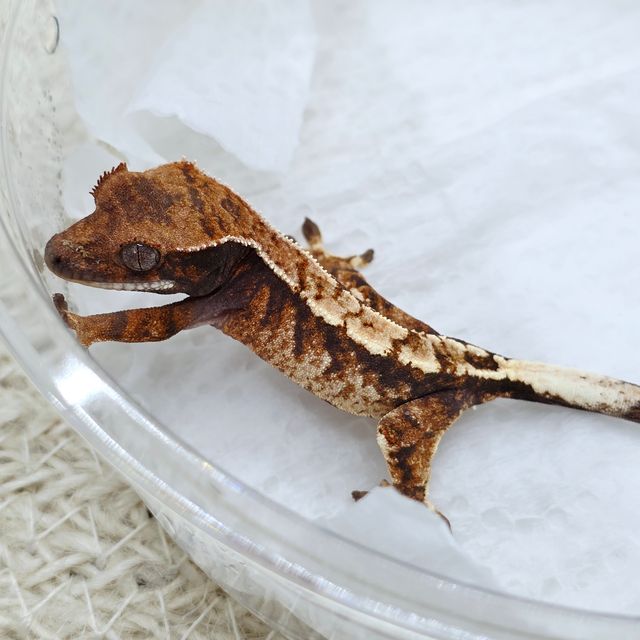 트라이 세이블