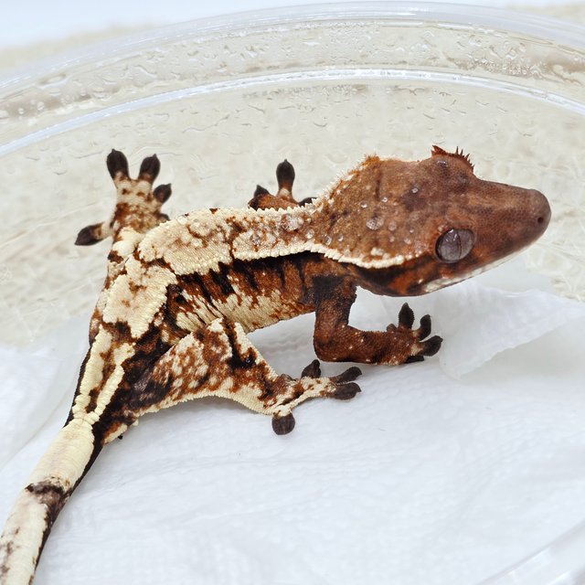 Sable Extreme Harlequin Tri