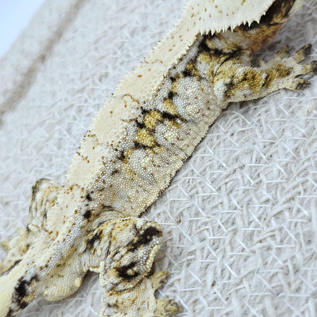 Tri Extreme Harlequin Drippy White Spot