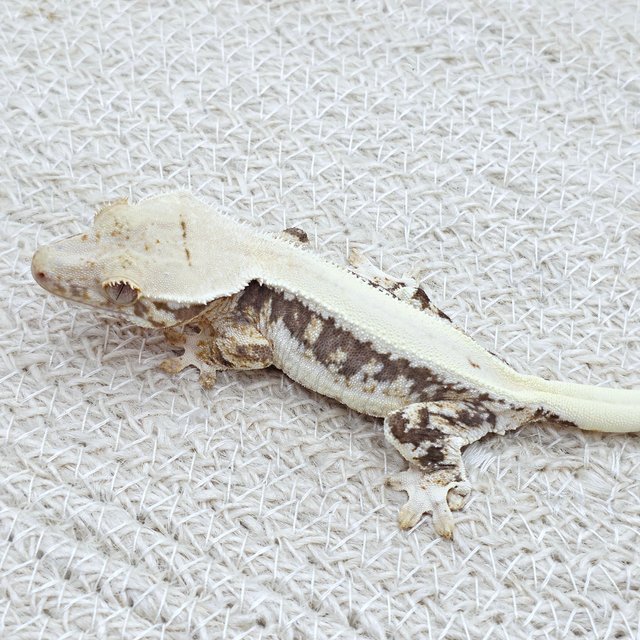 Lilly 100% Het Axanthic