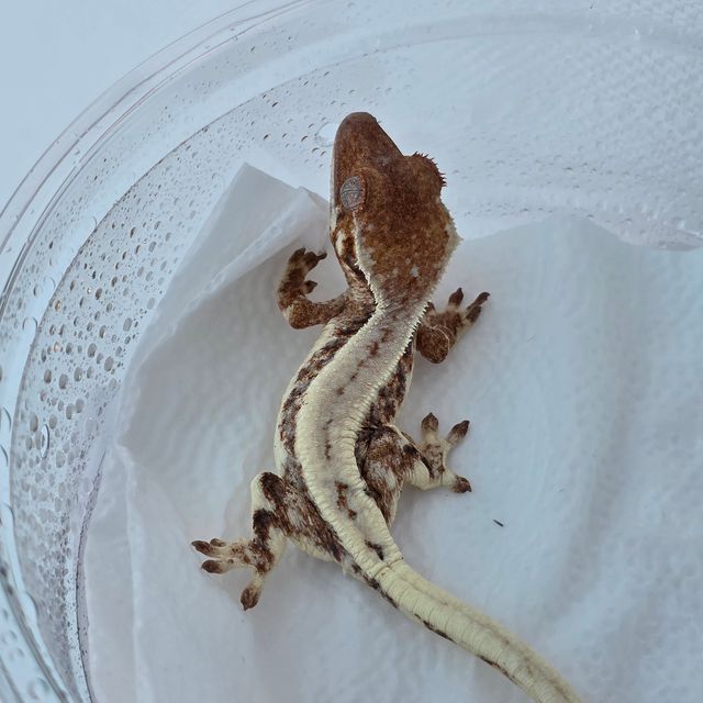 릴리 세이블