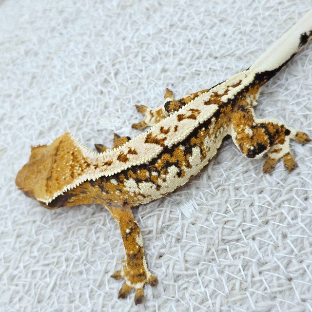 Extreme Harlequin Pinstripe Tangerine White Spot Tri