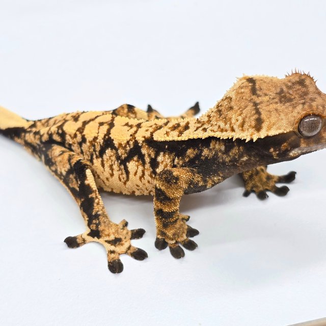 Tri Extreme Harlequin