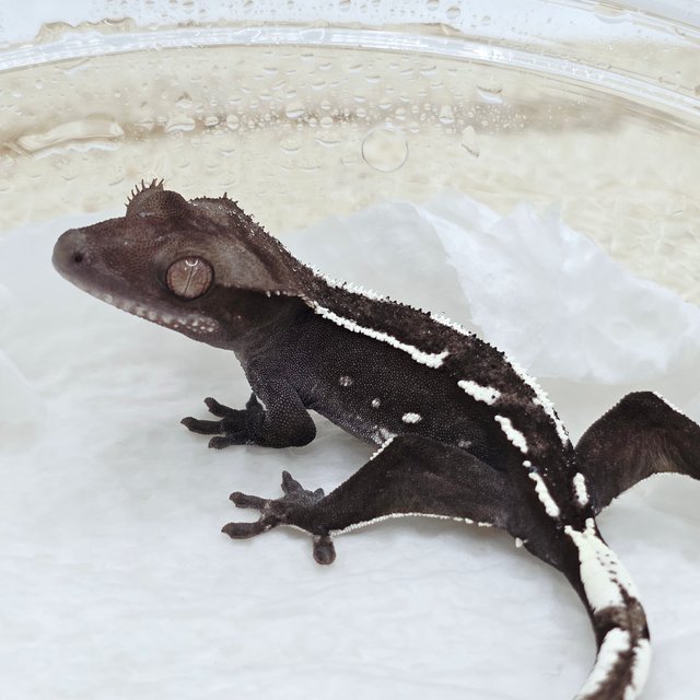 Axanthic