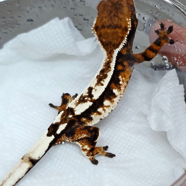 Sable 100% Het Axanthic